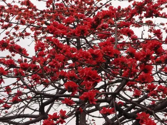 海南珍贵树木有哪些图片,海南花草树木名称大全