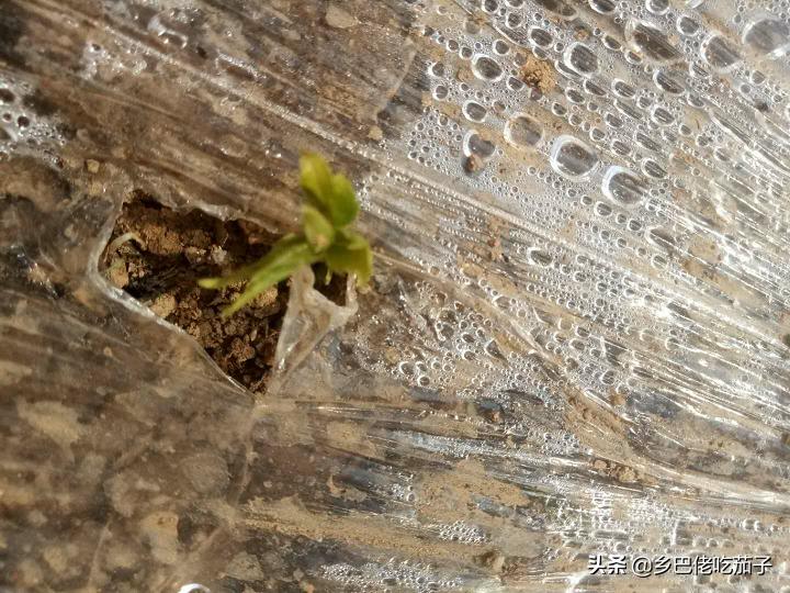 红薯种植育苗,红薯育苗用大红薯好还是小红薯好