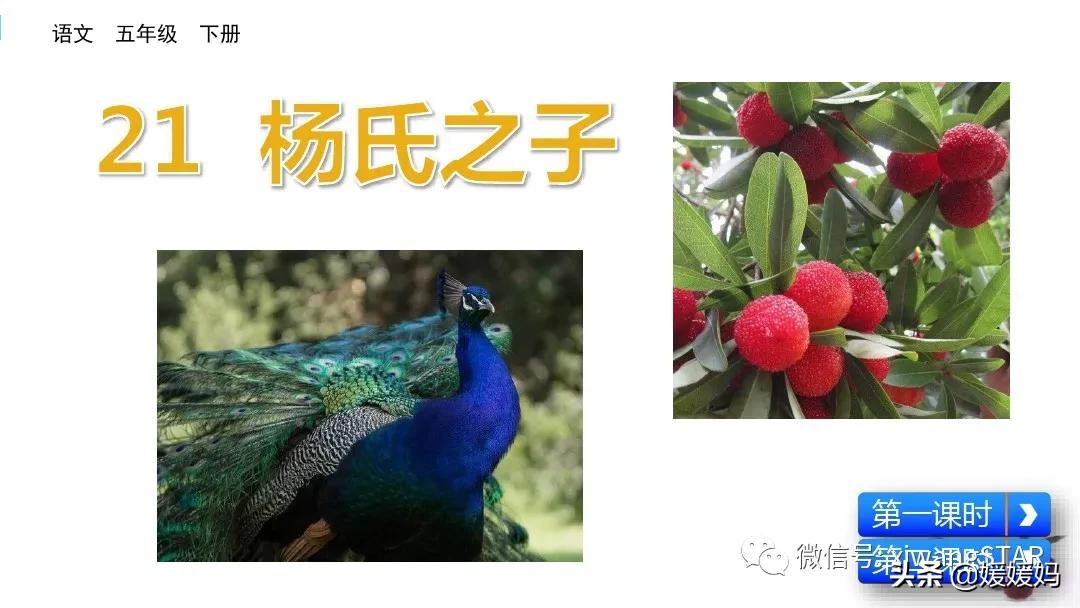 部编版五年级语文21杨氏之子教案,五年级下册语文21课杨氏之子笔记