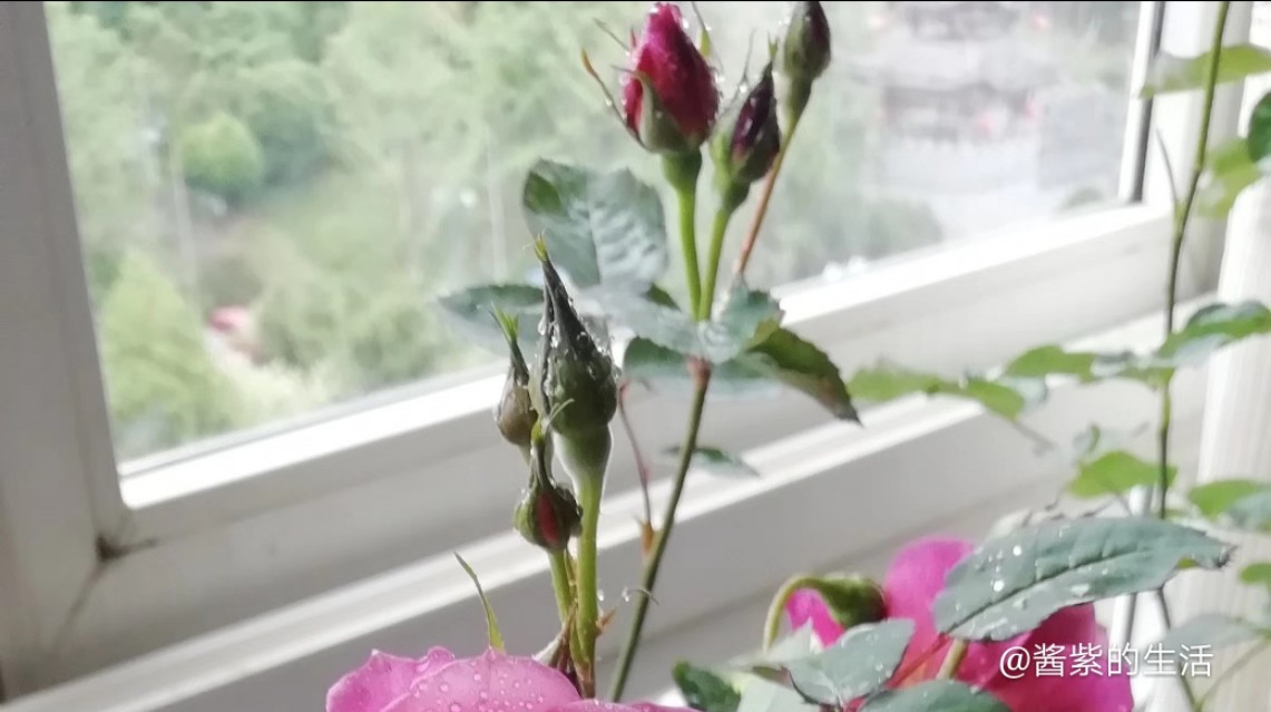 葵系列月季,葵紫色月季