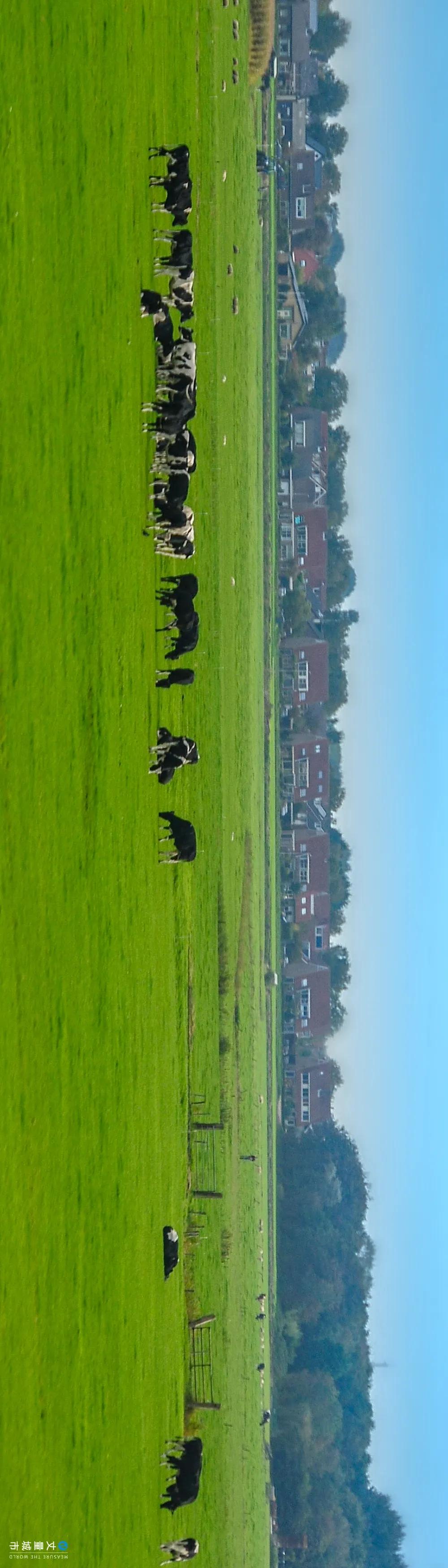 5.16国际牛奶日,每天一杯牛奶强壮中国人