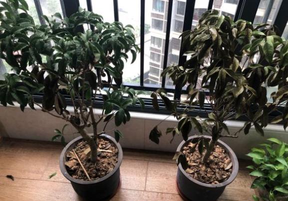 日香桂一年四季的养护教程,四季桂和日香桂哪个开花更勤