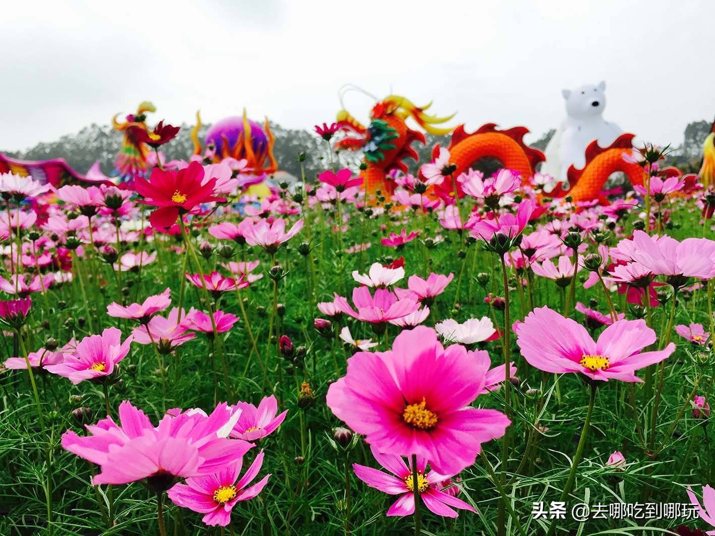 最新元旦增城大埔围花海门票,增城大埔围花海樱花节门票