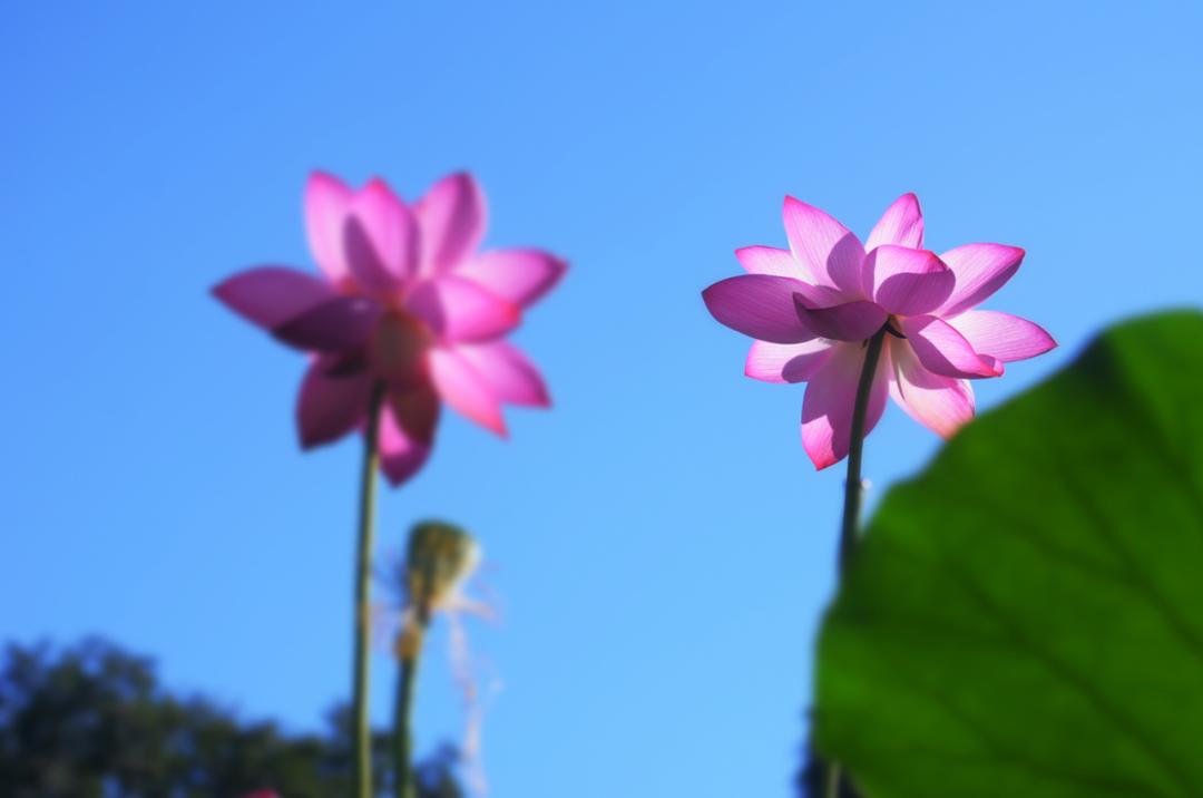 10句描写荷花的经典古诗词,描写荷花的古诗句20首