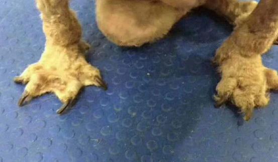 狗狗为什么要断甲,狗狗什么情况下需要断甲