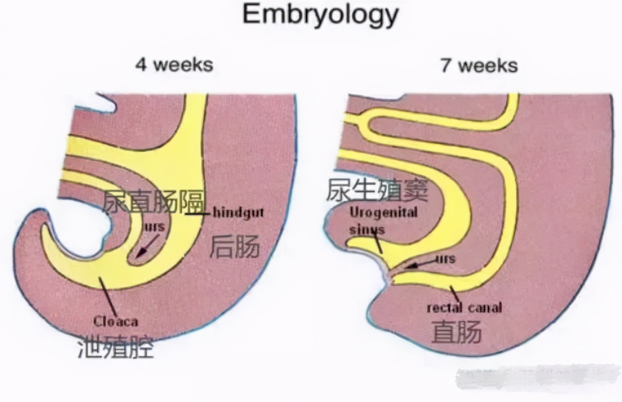 雌性为什么排尿和生育系统在一起,雄性排泄和生殖共用一个器官