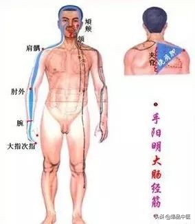 十二经筋连接动态图,十二经筋的图解