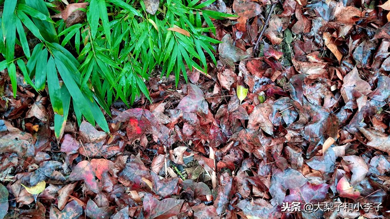 moto照相,moto拍照效果