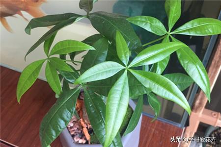 发财树绿萝如何救活,发财树绿萝怎么养才能更旺盛