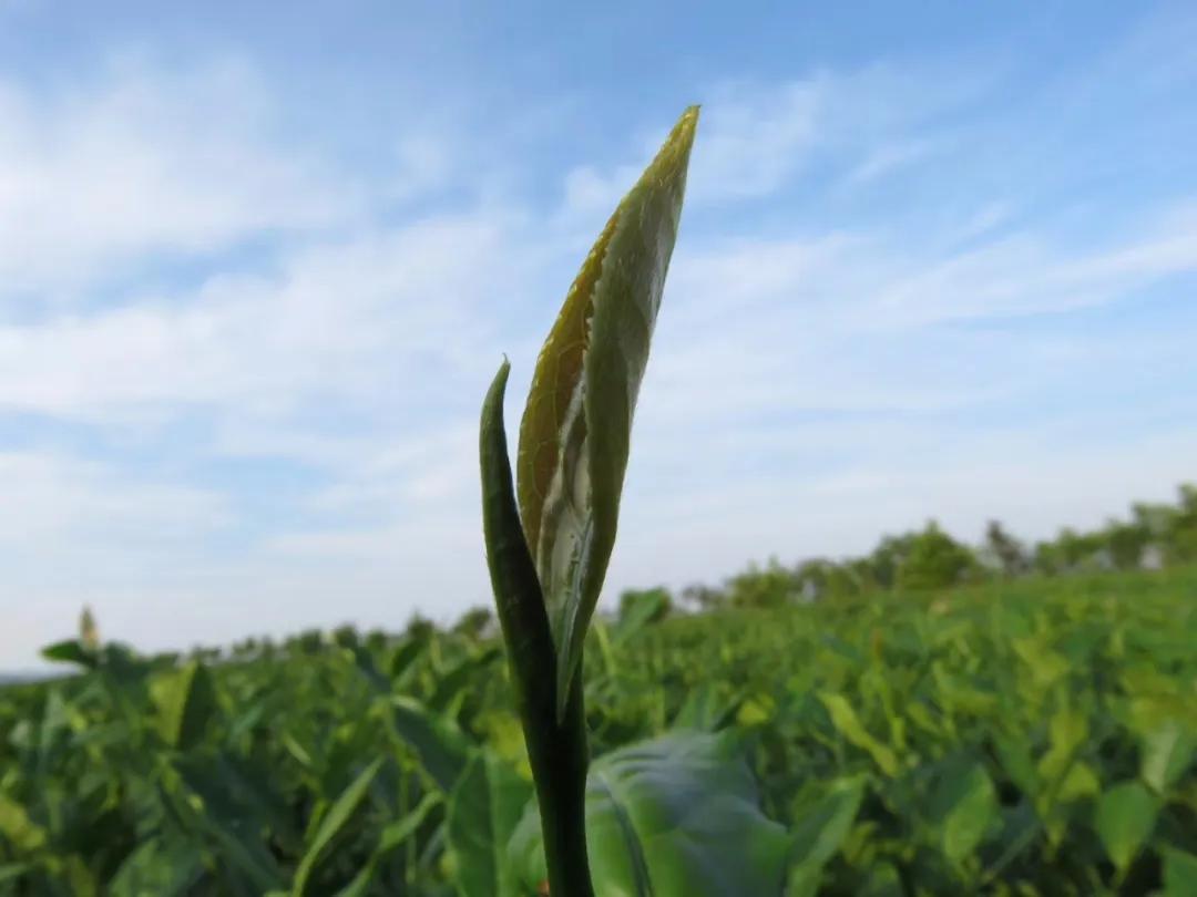 安溪茶叶史话,安溪茶叶闽南语视频