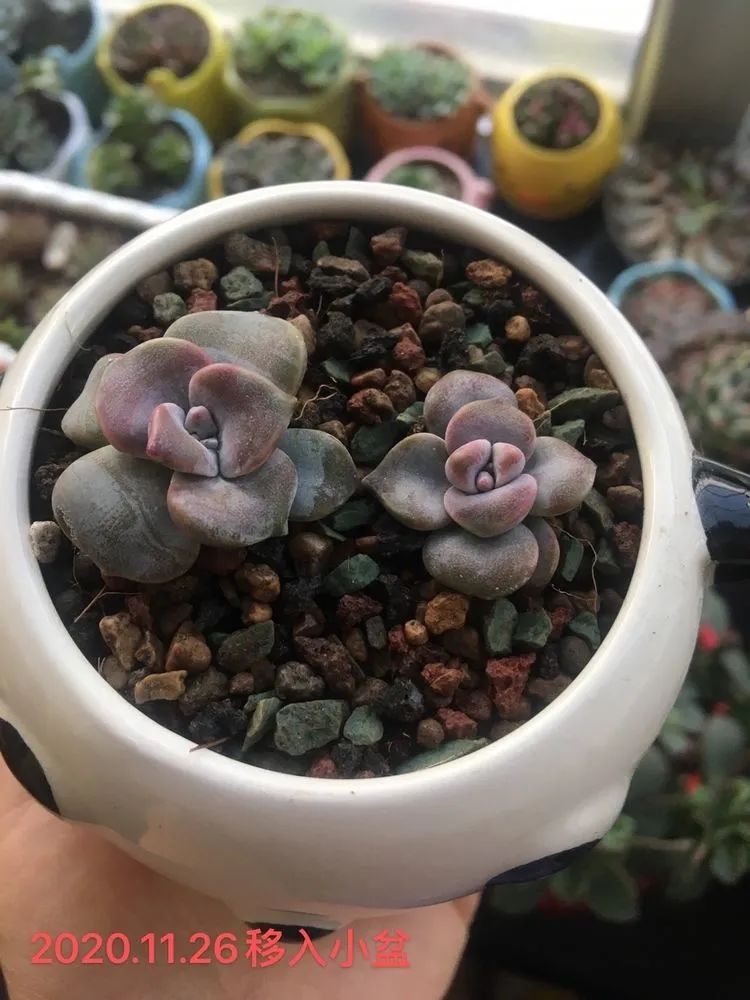 多肉新年寄语,养多肉七八年用心沉淀静待花开