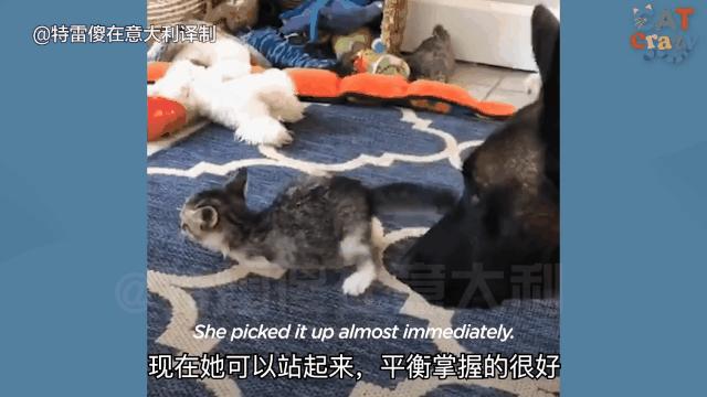如果你遇到一只流浪猫你会怎么做,如果你遇到流浪猫你该怎么办