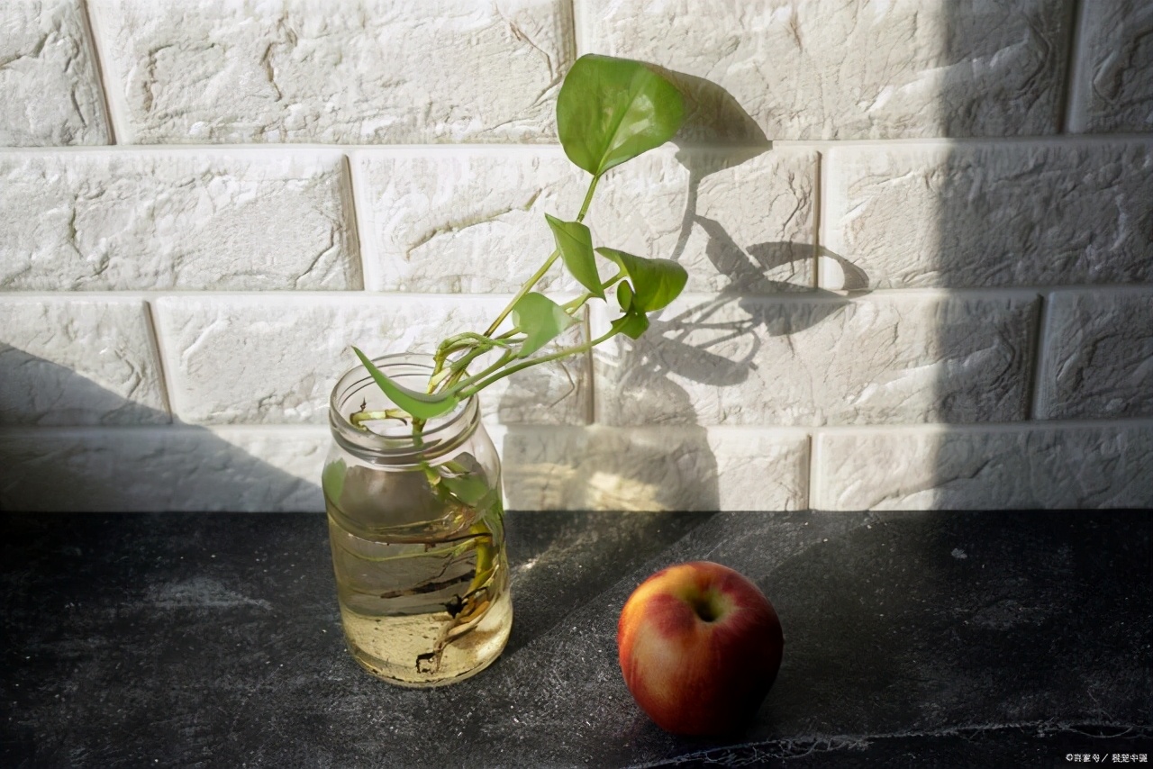 怎么养水培绿萝长得快又茂盛,懒人盆水培绿萝怎样养才能茂盛