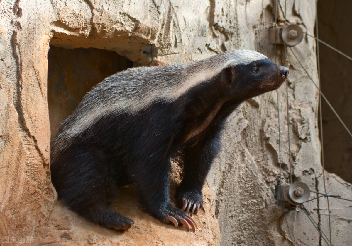 平头哥和比特犬谁厉害,平头哥和比特犬大战