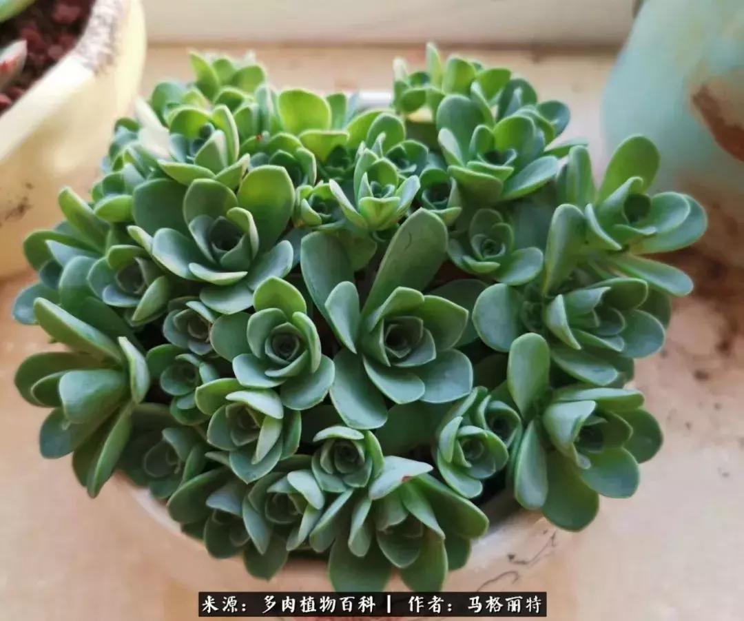 北方阳台多肉怎么过冬,北方阳台多肉