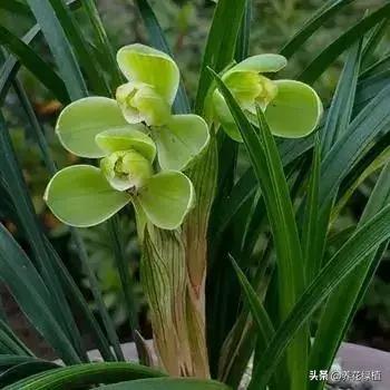 春兰怎么养又粗又好看,春兰哪种好养