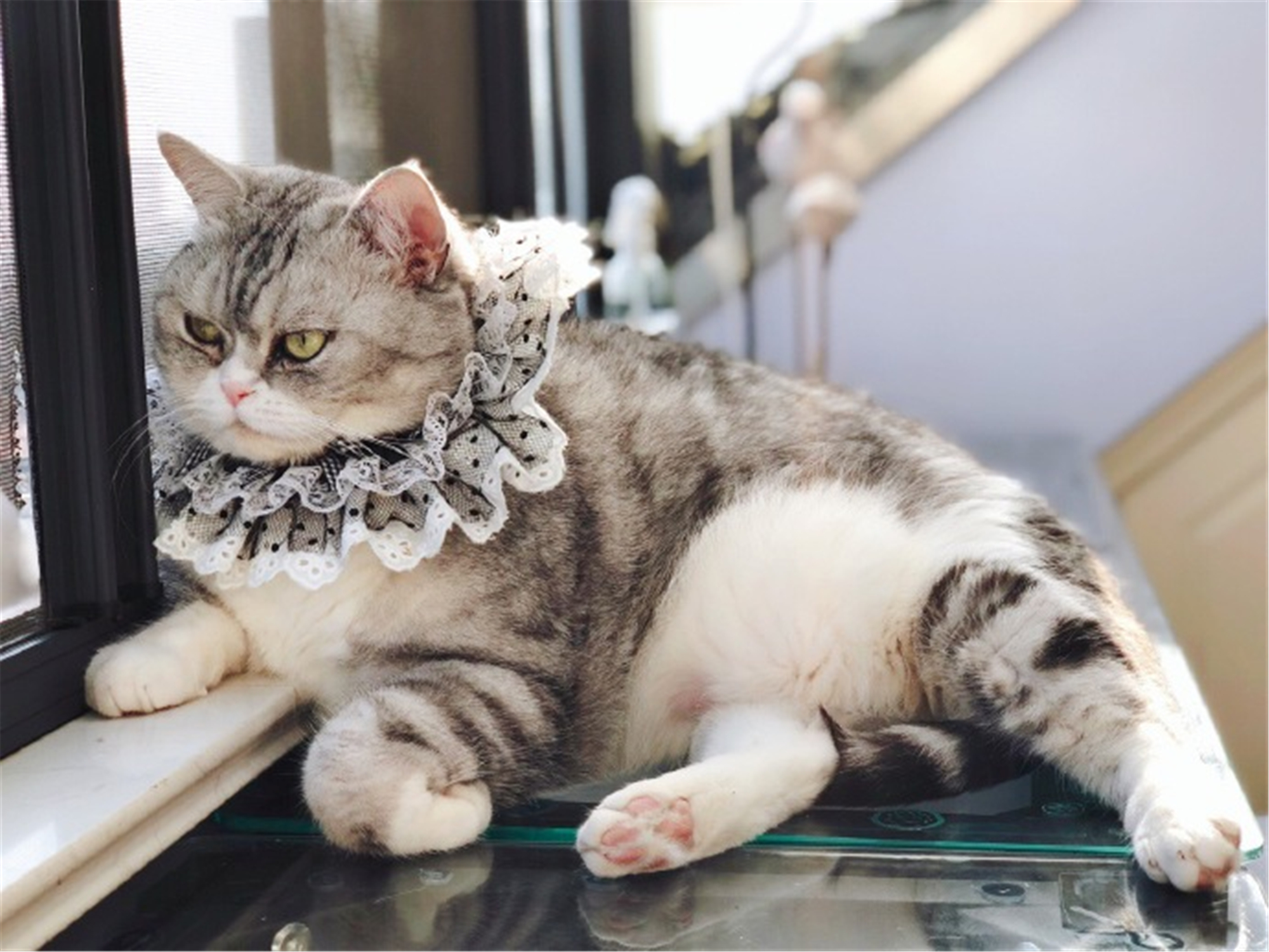 田园猫常见的8个品种,田园猫最厉害的是什么猫