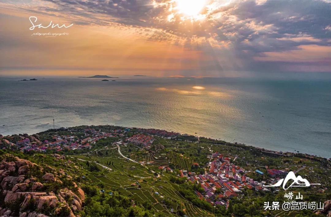 崂山茶特色,简单也许是最好的