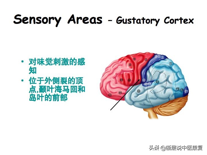 中枢神经系统断层解剖讲解,中枢神经3d解剖动画