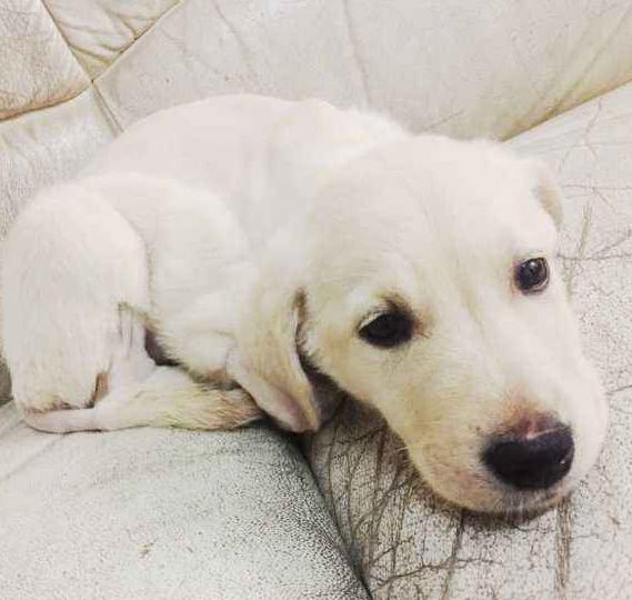 拉布拉多自带“毒气”，臭不可闻，解决方法在此！