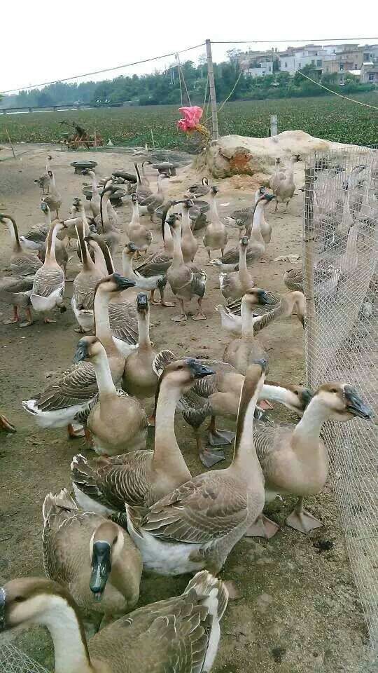 如何养鹅才能快速挣钱,怎么样养鹅才能挣钱