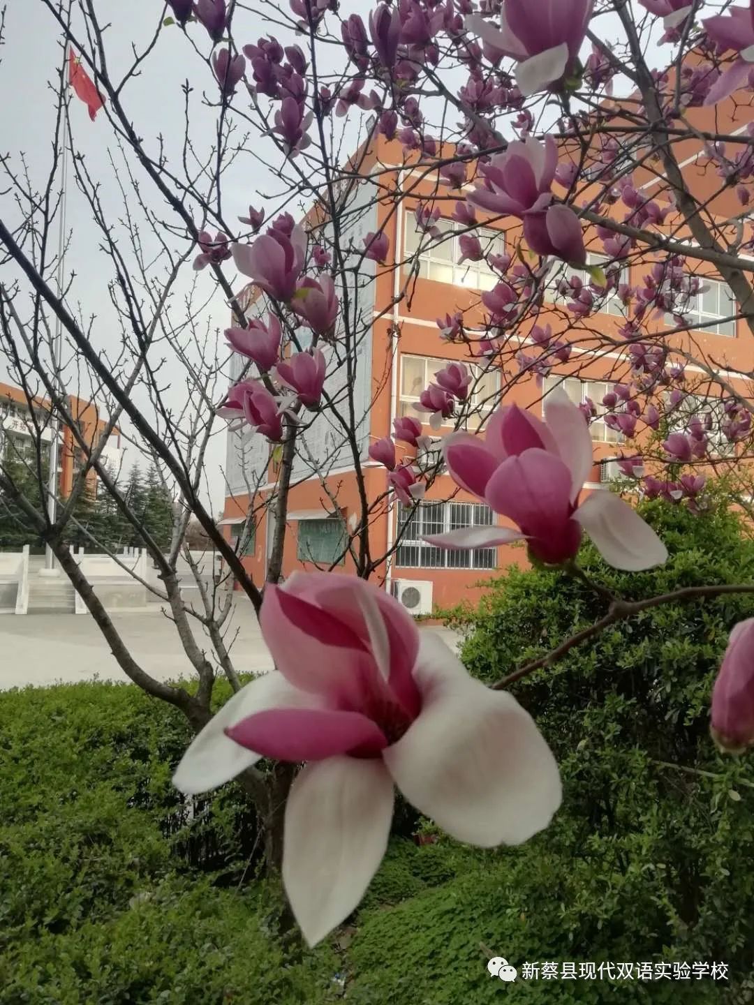 新蔡现代双语实验学校,新蔡县现代双语实验学校老照片