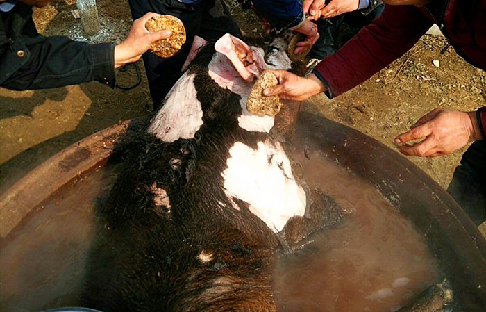 猪皮上有猪毛用什么办法能拔净,猪皮上有毛怎么去除