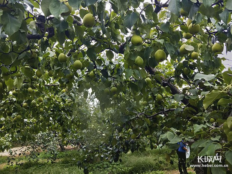 河北晋州特级甜鸭梨,河北百年老梨树鸭梨