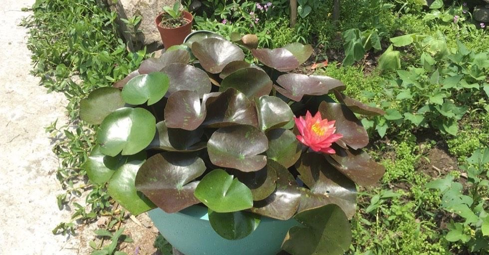 睡莲怎么养最好看,怎样养好睡莲黄叶子