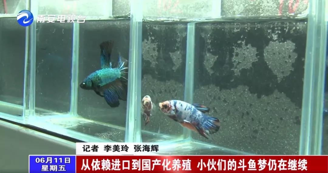 90后小伙的“斗鱼”梦：泰国斗鱼从南安“游”到全国各地！