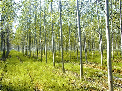 树木传奇杨树,树木传奇海南紫荆