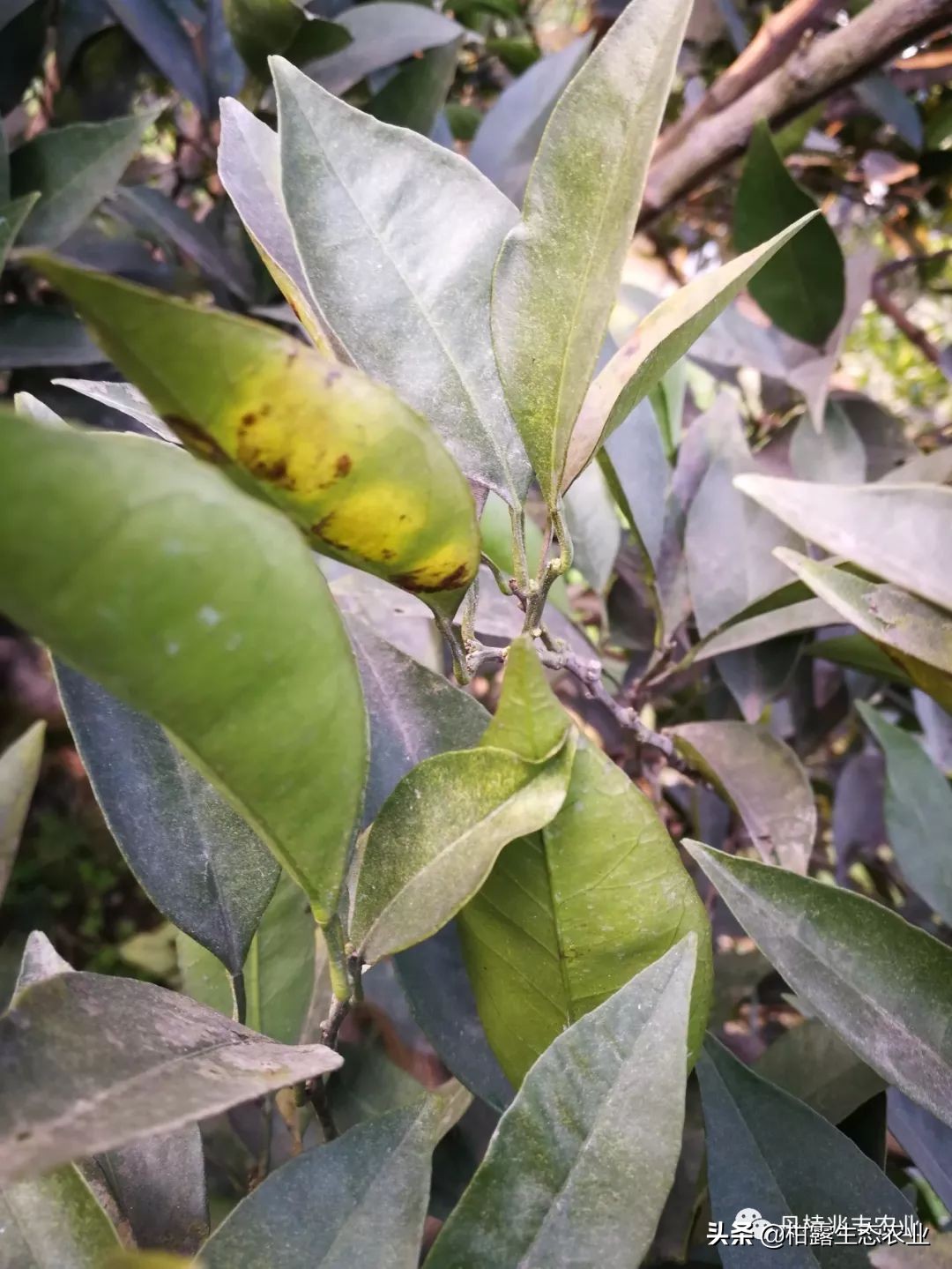 缺氮缺磷缺钾的表现,缺氮缺磷缺钾会怎么样