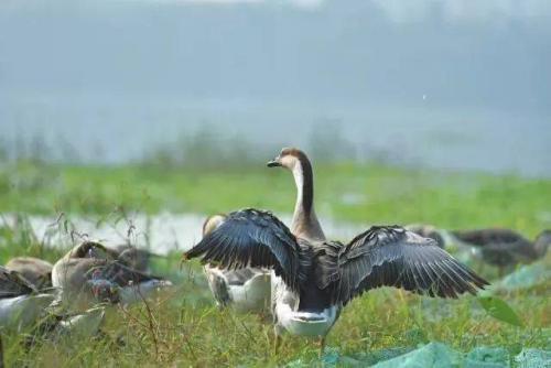 大雁的养殖前景浅谈,大雁养殖利润与前景
