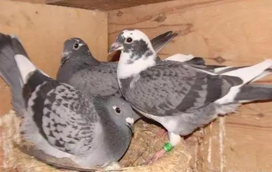 鸽子孵蛋要注意什么事项,鸽子产蛋后孵化期多少天