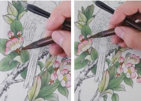 蜡嘴雀工笔画,蜡嘴鸟画画教程