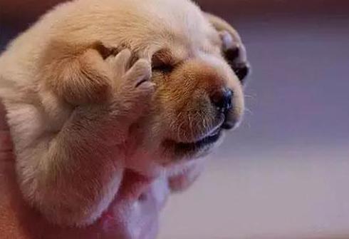 狗狗太怕铲屎官该怎么办,狗狗坚决不想走路跟铲屎官杠到底