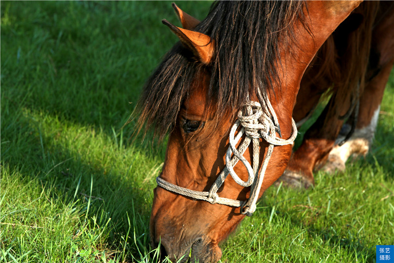 这个美如天堂的呼伦贝尔草原，是世界四大草原之一，盛赞北国碧玉