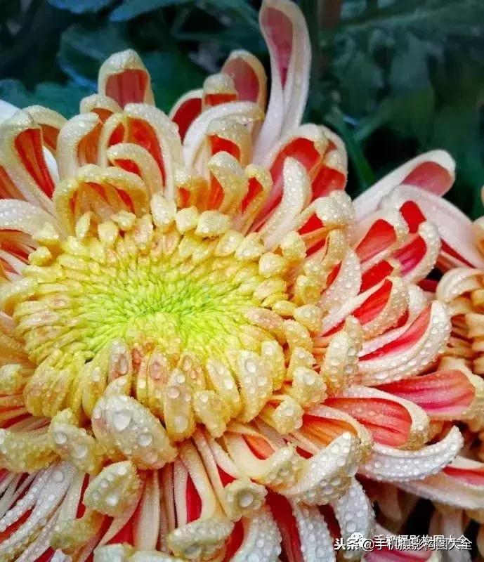 手机拍秋天摄影,记录秋天里的美好手机摄影