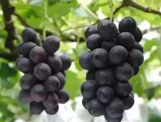 2019葡萄产业发展,葡萄农业发展模式