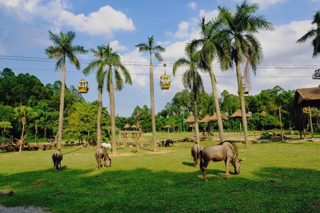 广州长隆攻略注意事项,广州长隆优惠攻略