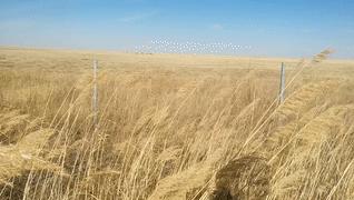敖鲁古雅原始部落驯鹿喂草,敖鲁古雅驯鹿旅行