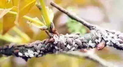 果树蚧壳虫怎么根除4月,果树蚧壳虫最快消除办法