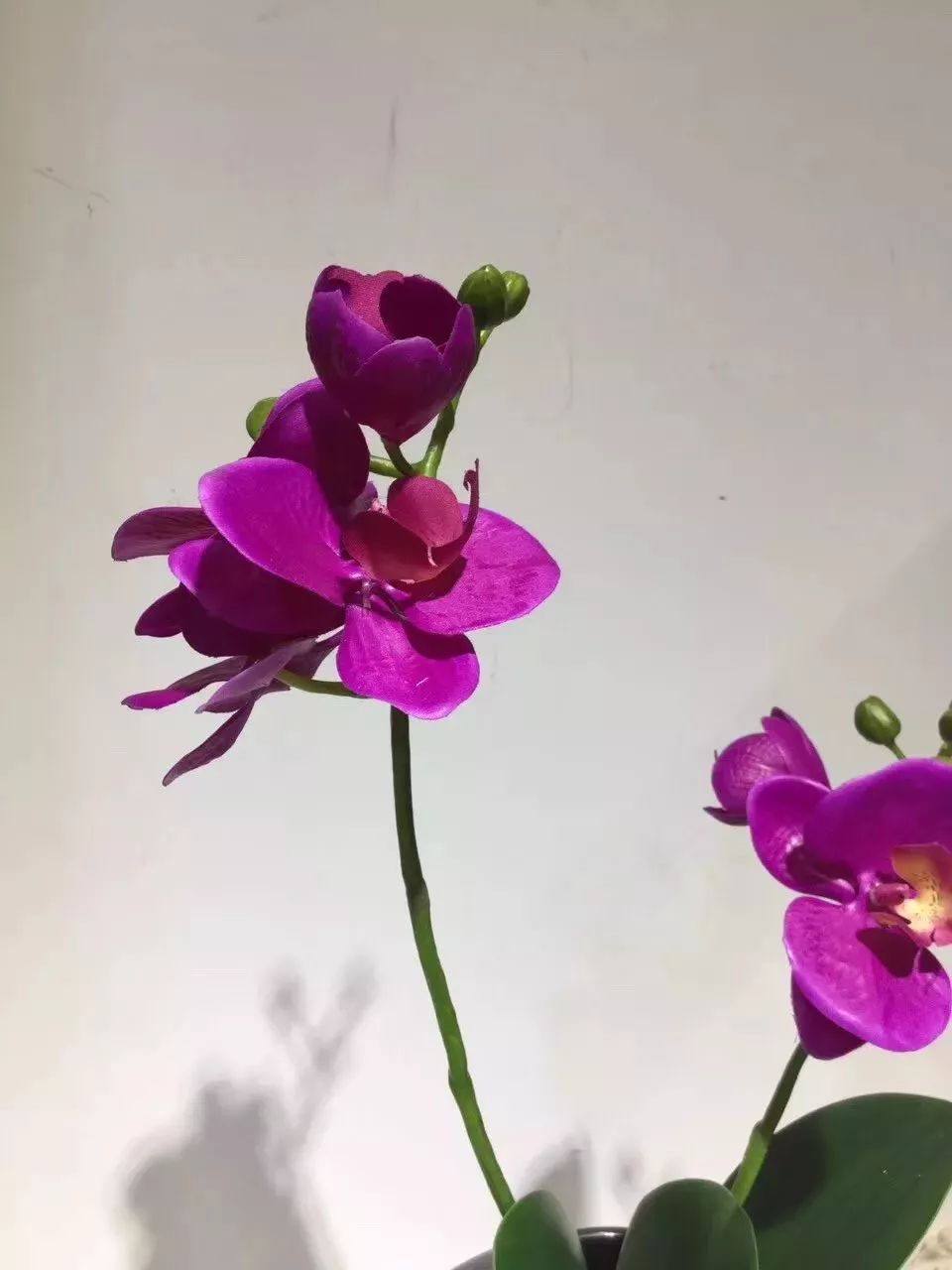 你难道还傻乎乎的认为鲜花比仿真花贵吗？