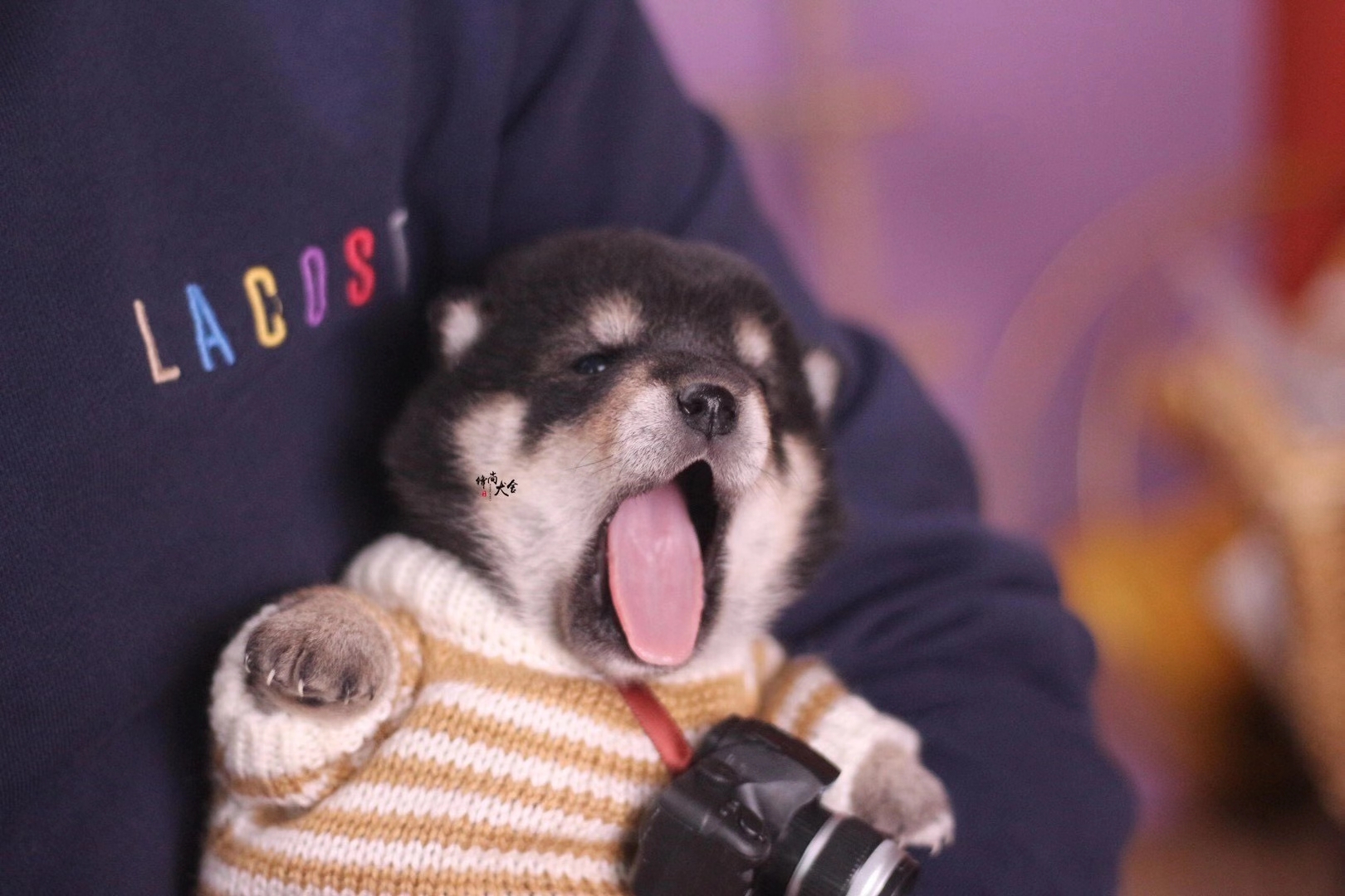 买一条柴犬大概多少钱,现在一只柴犬多少钱哪买最合适