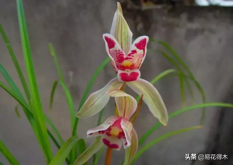 兰花春兰四大名品,兰花十大名品是哪些