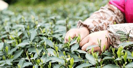 西湖龙井产区的龙井茶正宗吗,正宗西湖龙井茶如何鉴别真伪的