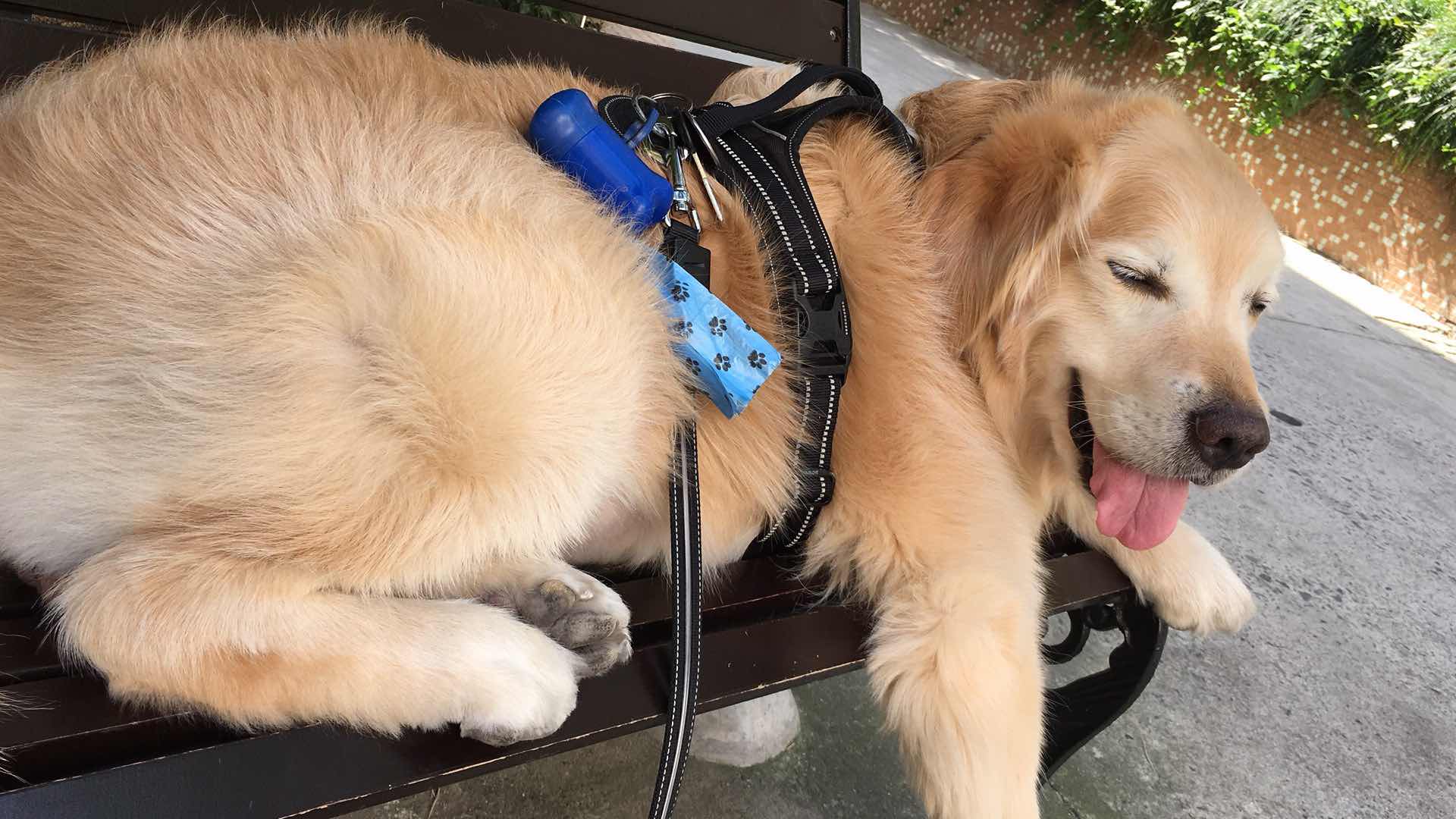 金毛多大才能出去遛,8个月大金毛遛狗时老爆冲怎么办