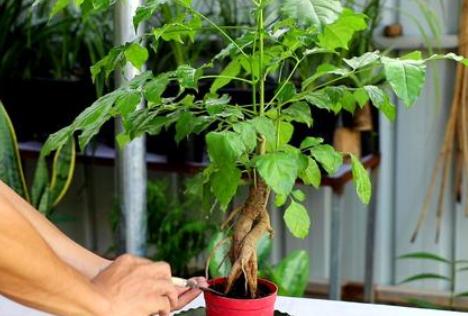 盆栽里面有蚯蚓怎么去除,成活的盆栽可以放蚯蚓进去吗