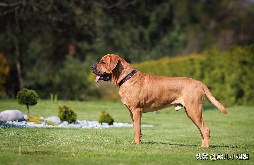 十大名贵犬种及价格,名贵小型犬种大全视频