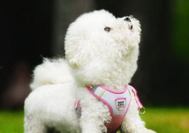 养比熊犬常见的几大坏习惯,比熊犬有哪些坏习惯